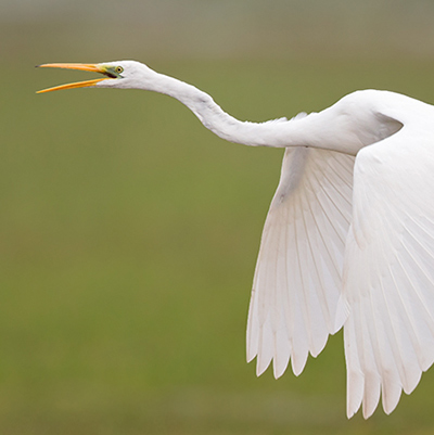 Taxonomy Birds of Europe