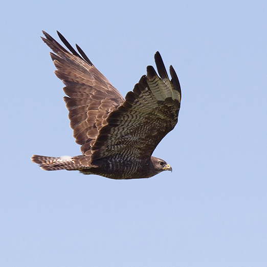 Taxonomy Birds of Europe