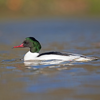 Taxonomy Birds of Europe